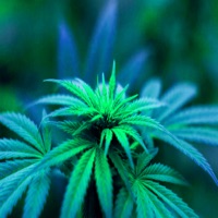 Noche (feat. Armonia Lirical, Parafernalia Crew, Mr Demian & PRIMERA VILLA CREW) - Single - Posiones Stud