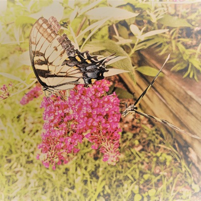 Magnolia - Single