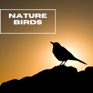 Nature Birds - Mother Nature - EP