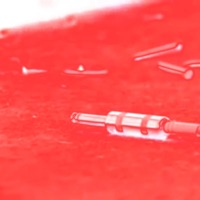 Input - Single - S.I.N Rabbit