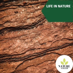 Life in Nature