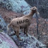 Hard - Single