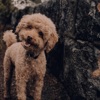GeniusVybz - That's Just My Baby Dog