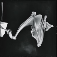 VOID (feat. Seshi) - Single - VLPHV