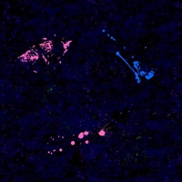 Cute - Single - Ion Mazzi