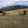 Voltage - Single