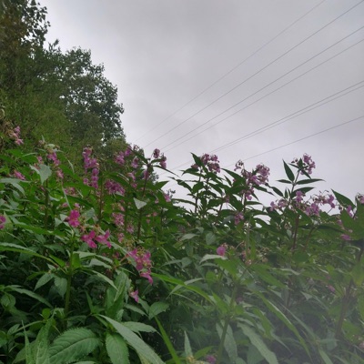 Eat the Amanita - Single