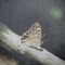 In Thy Light - Premnath Gonesh lyrics