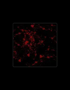 Young Stud을(를) 듣고, 뮤직 비디오를 보고, 약력을 읽고, 투어 일정 등을 확인하세요!