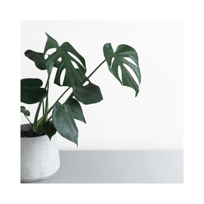 Plants - Single