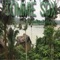 Amazon Relax Meditation - Tommie Sox lyrics