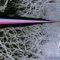 Pastel Lights - Ishi lyrics