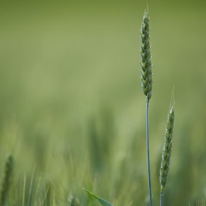 Calming Nature Melodies  Ultimate Serenity