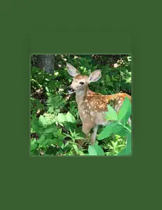 Listen to Caitlin Lucia Shea, watch music videos, read bio, see tour dates & more!