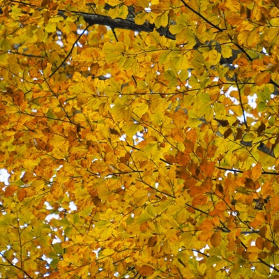 Herbst - Single