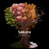 Sakura