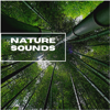 Natural Sounds Selections, Zen Sounds & Nature Sound Collection - Bird Sounds To Study To artwork