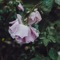 May Rain - Verilog lyrics