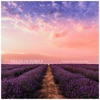 Fields of Purple - Single