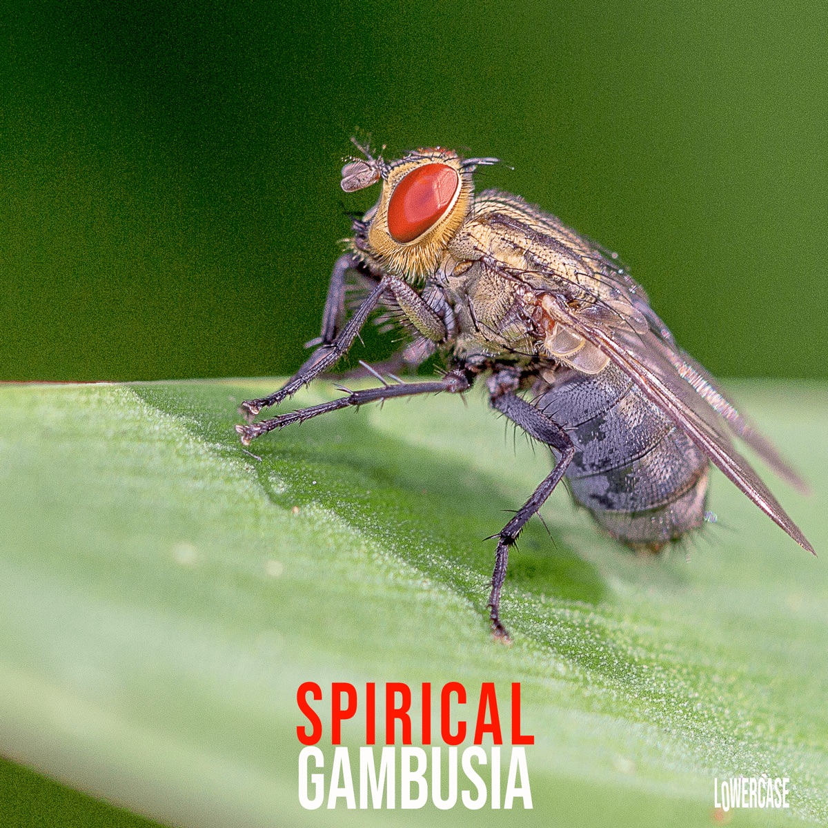 Spirical - Single - Album by Gambusia - Apple Music
