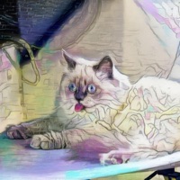 Schitz the Cat - Single - ALL Cut Nate