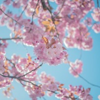Spring Poem - Single - BigRicePiano