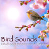 Buddhist Meditation in Music (Birds) - Bird Songs Nature Music Specialists