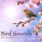 Asian Zen Meditation - Bird Songs Nature Music Specialists lyrics