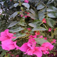 Déjate Llevar - Single - isaac parra