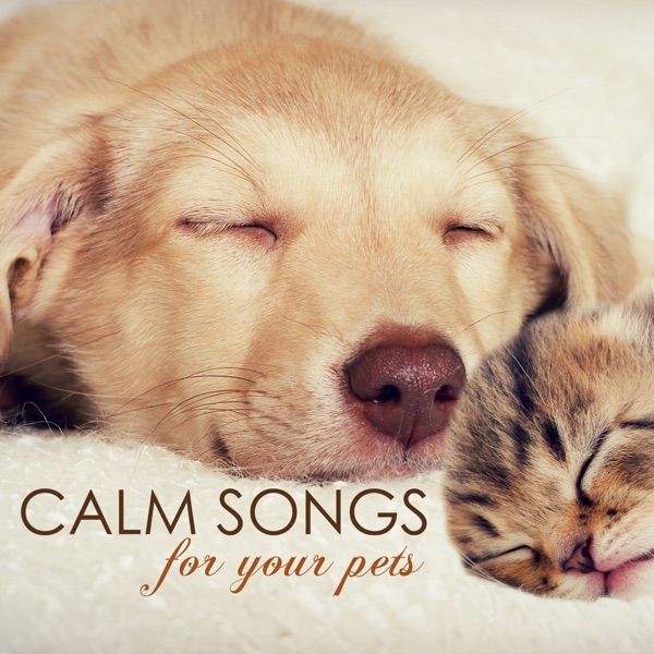 Calm Songs for Your Pets - Calming Music for Pet Cat or Dog, Gentle Sounds to Relax and Calm Down