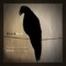 Blackbird - Nicholas Alexandur & KUSTO lyrics