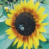 Hold Me (feat. Babebee) - Single - Sukoh