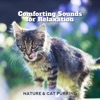 Comforting Sounds for Relaxation - Nature & Cat Purring