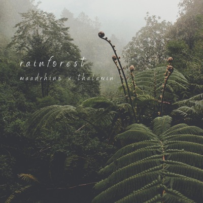 Rainforest - Single