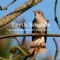 Lady Blackbird - Earth Sounds lyrics