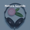 Nature Sounds for Massage, Sleep, Spa & Yoga