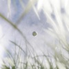 Year in the Sun