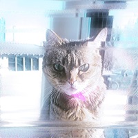 Chatting W/ My Cat - Single - Juxtaposer