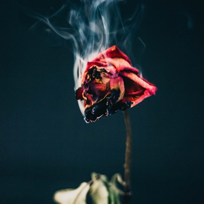 Dust to Petals - Single