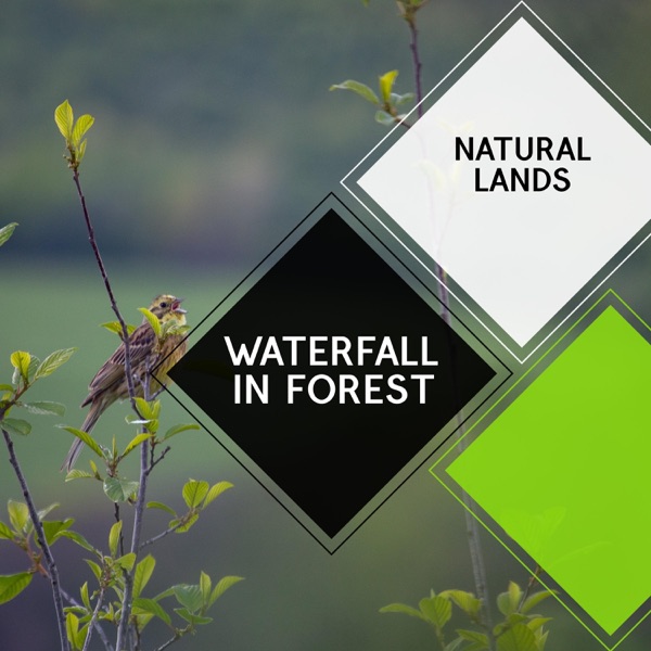 Waterfall in Forest - Natural Lands