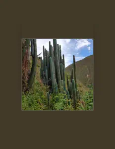 收听 Nector of the San Pedro、观看音乐视频、阅读小传、查看巡演日期等 ！