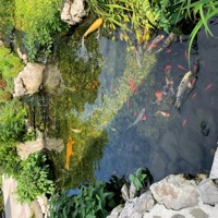 LINE (feat. Funeral) - Single - trevmas