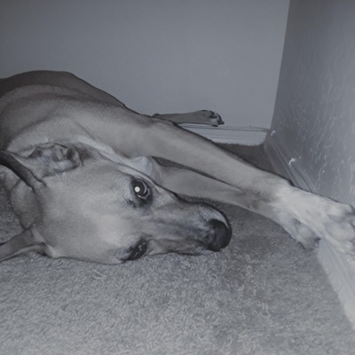 Without You - Single