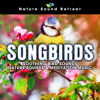 Harp Meditation Music with Songbirds Singing in Harmony - Nature Sound Retreat