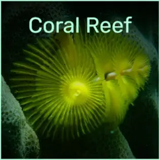 descargar álbum Various - Coral Reef
