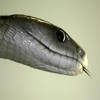 Black Mamba cover art