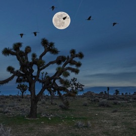 America Is Falling! The404Studios