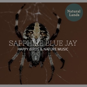 Sapphire Blue Jay - Happy Birds & Nature Music