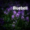 Bluebell - Thirsty Camel lyrics