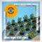 Stella Green Farms Dub - Dj oddio lyrics